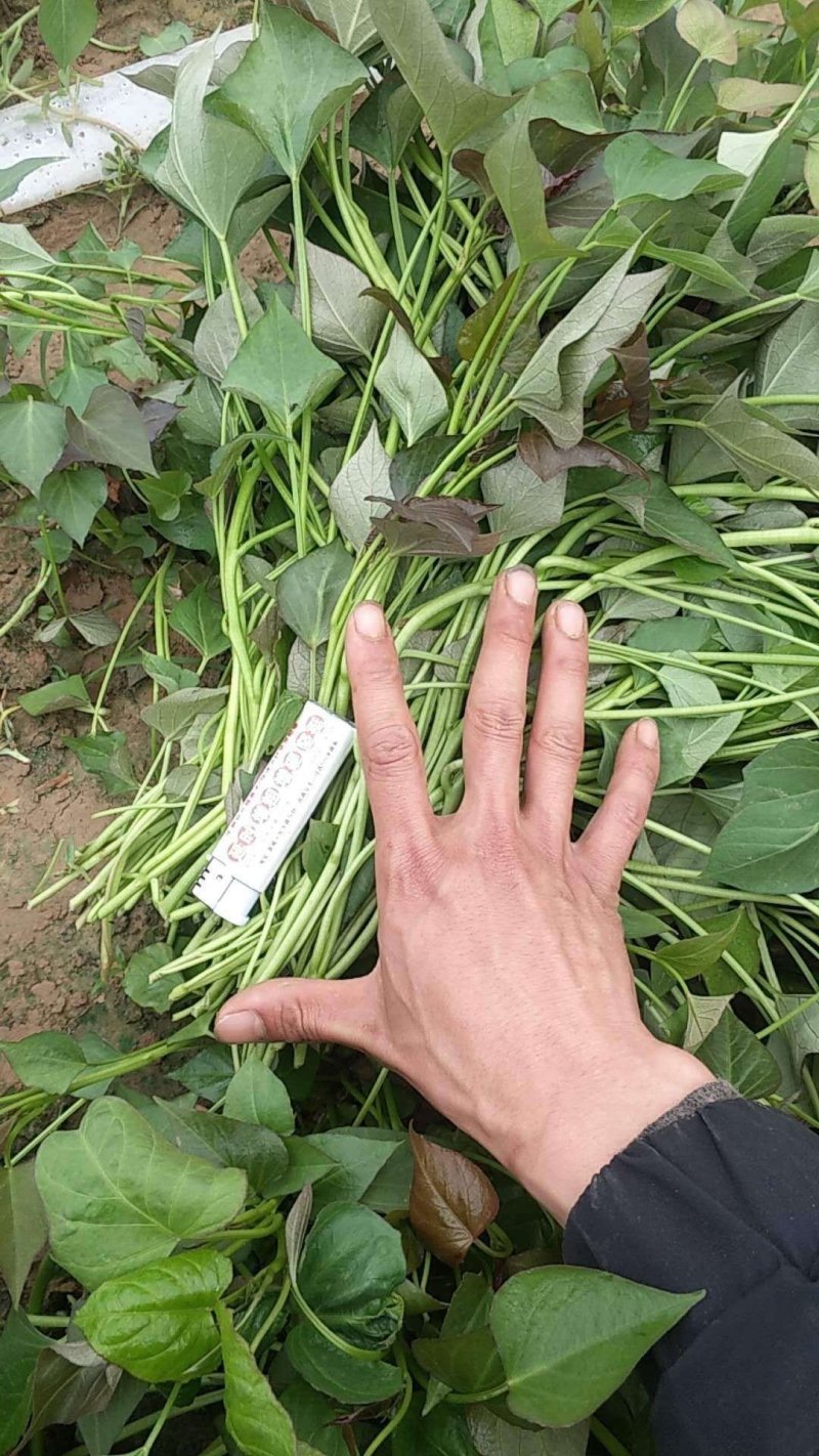 （普薯32）西瓜红红薯苗