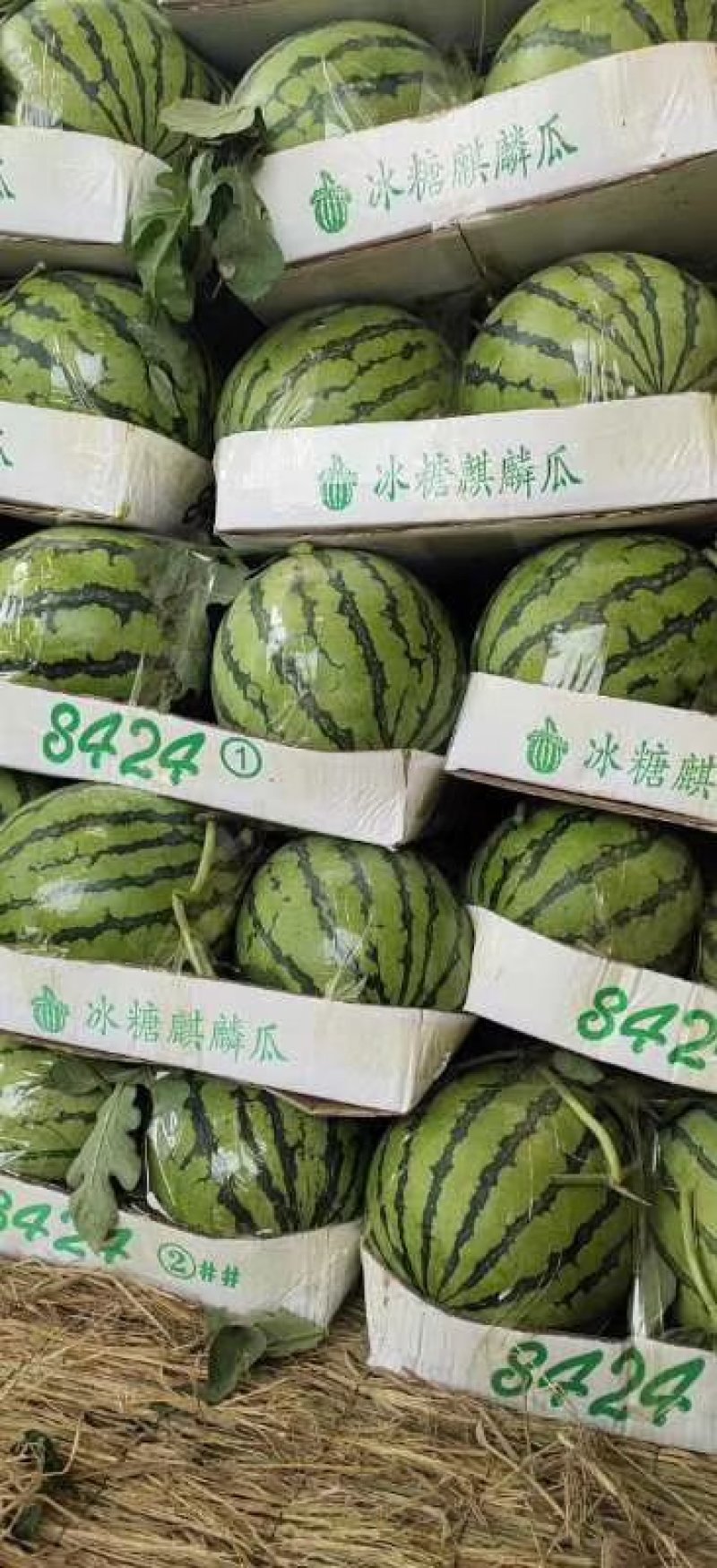西瓜8424、美都有籽，产地河南，包熟保甜，可视频看货