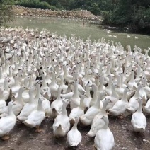 一点黑番鸭木鸭洋鸭