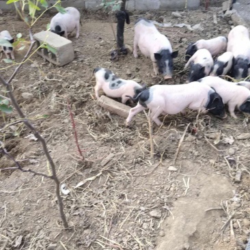 原生态巴马香猪养殖场