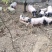 原生态巴马香猪养殖场