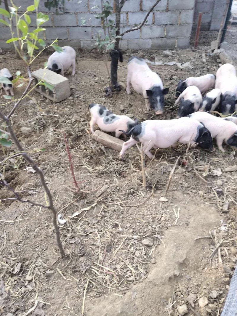 原生态巴马香猪养殖场