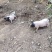 原生态巴马香猪养殖场