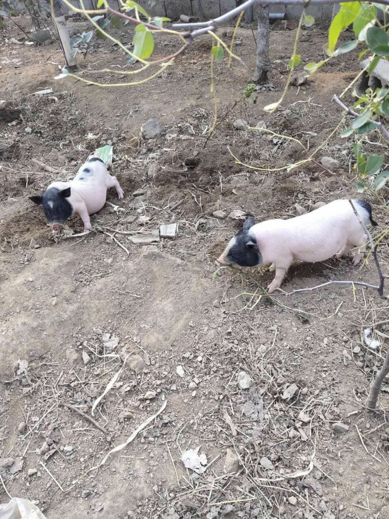 原生态巴马香猪养殖场