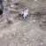 原生态巴马香猪养殖场
