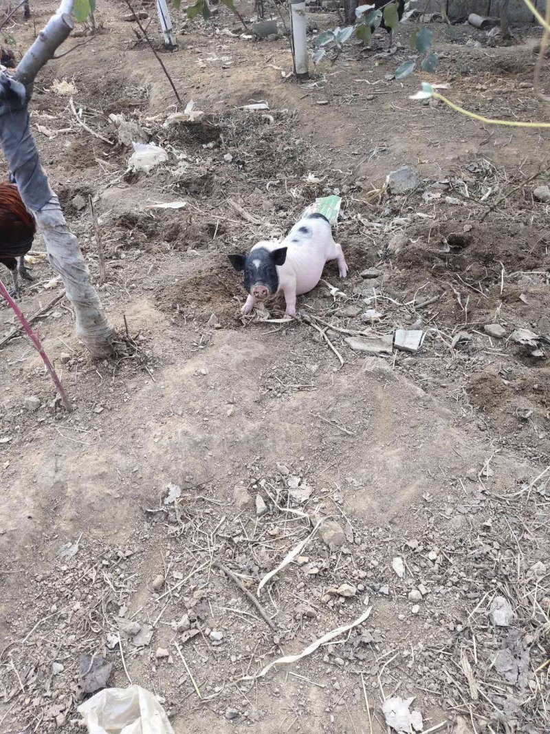 原生态巴马香猪养殖场