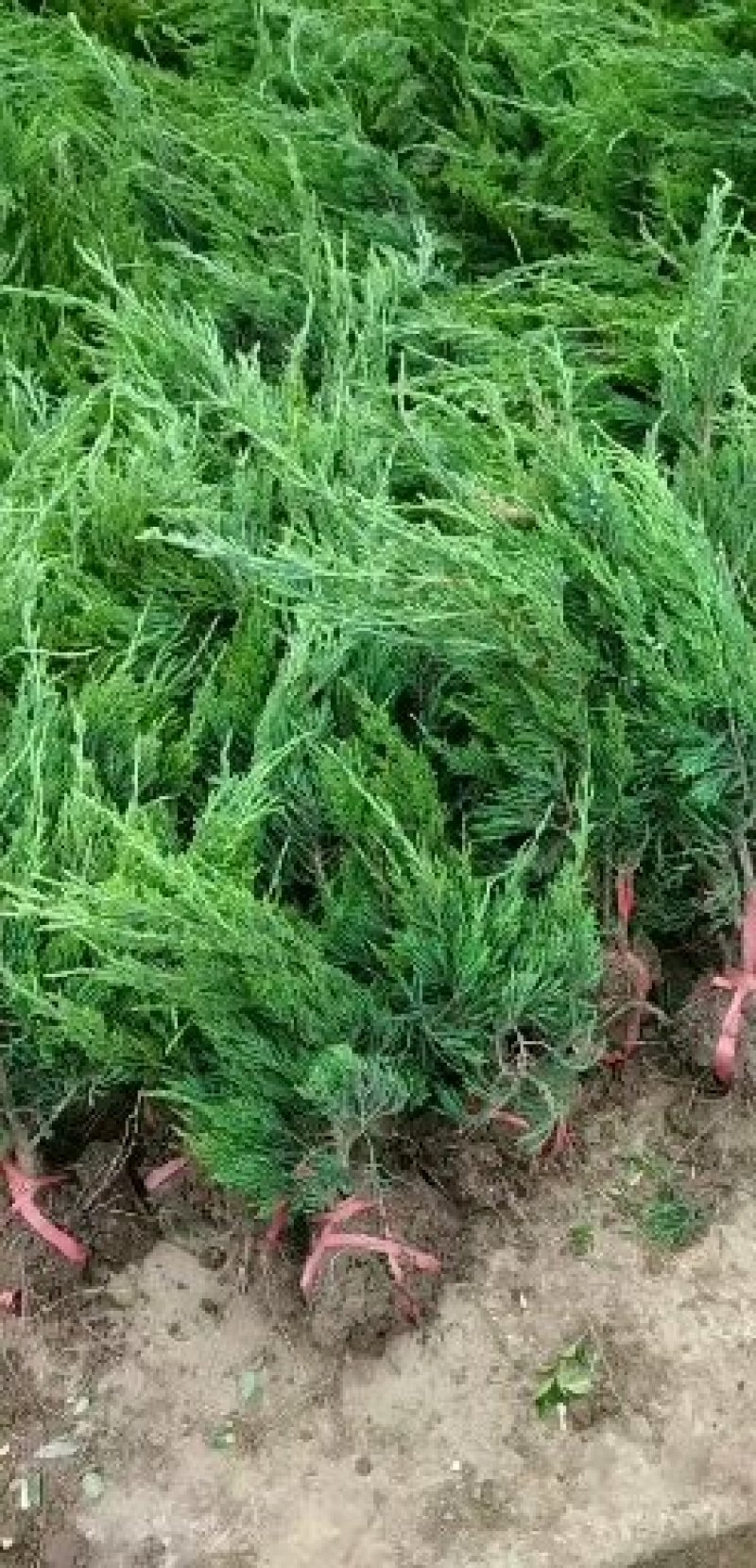 龙柏苗龙柏树苗小龙柏柏树小苗工程苗大量有货
