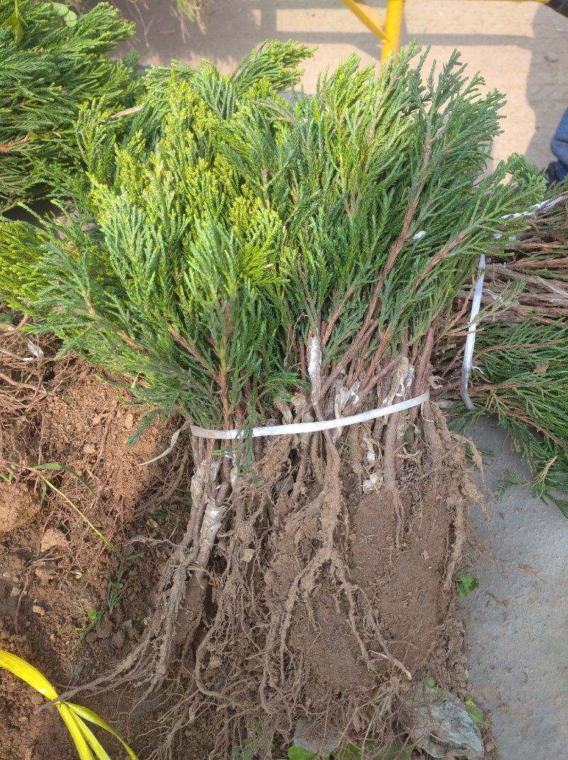 龙柏苗龙柏树苗小龙柏柏树小苗工程苗大量有货