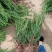 龙柏苗龙柏树苗小龙柏柏树小苗工程苗大量有货