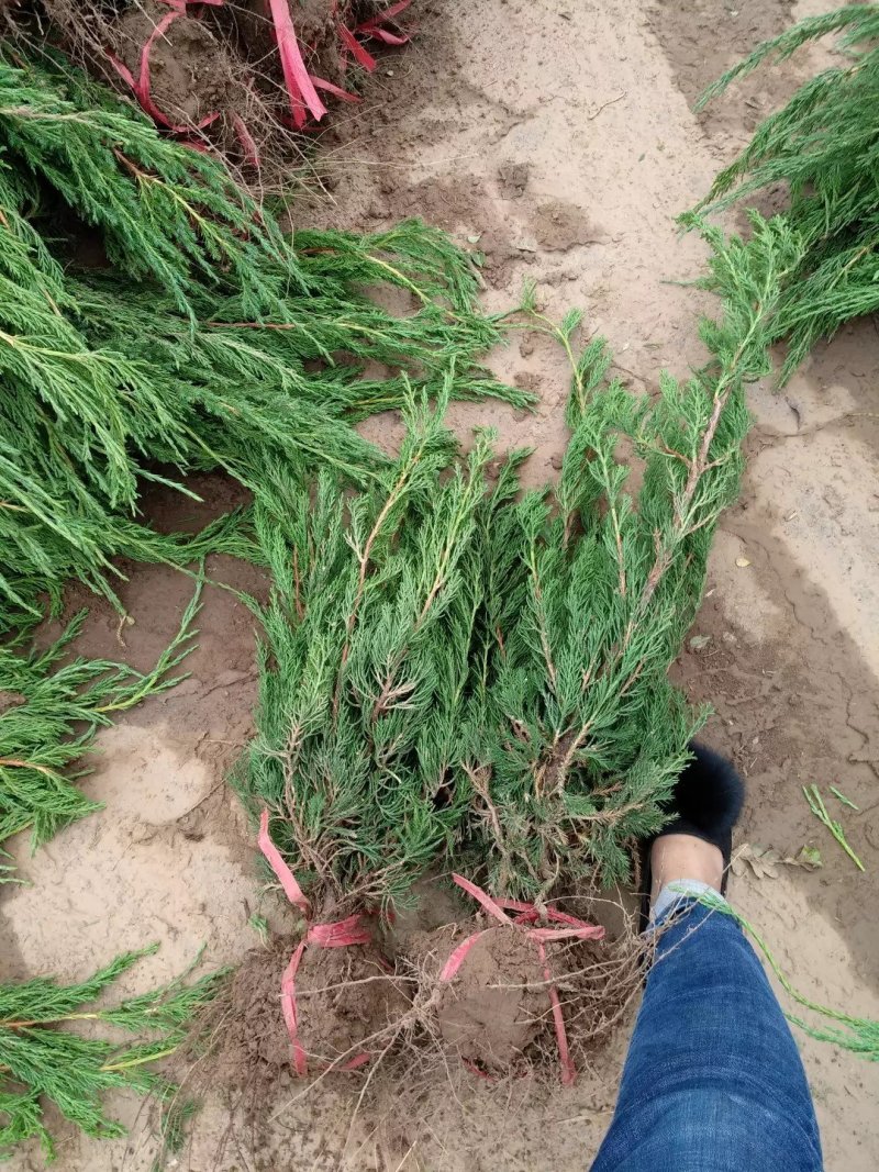 龙柏苗龙柏树苗小龙柏柏树小苗工程苗大量有货