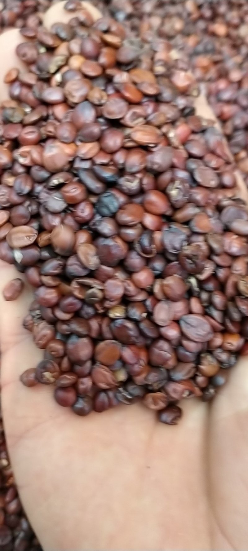 酸枣仁！规格齐全！各种规格大货批发一手货源！