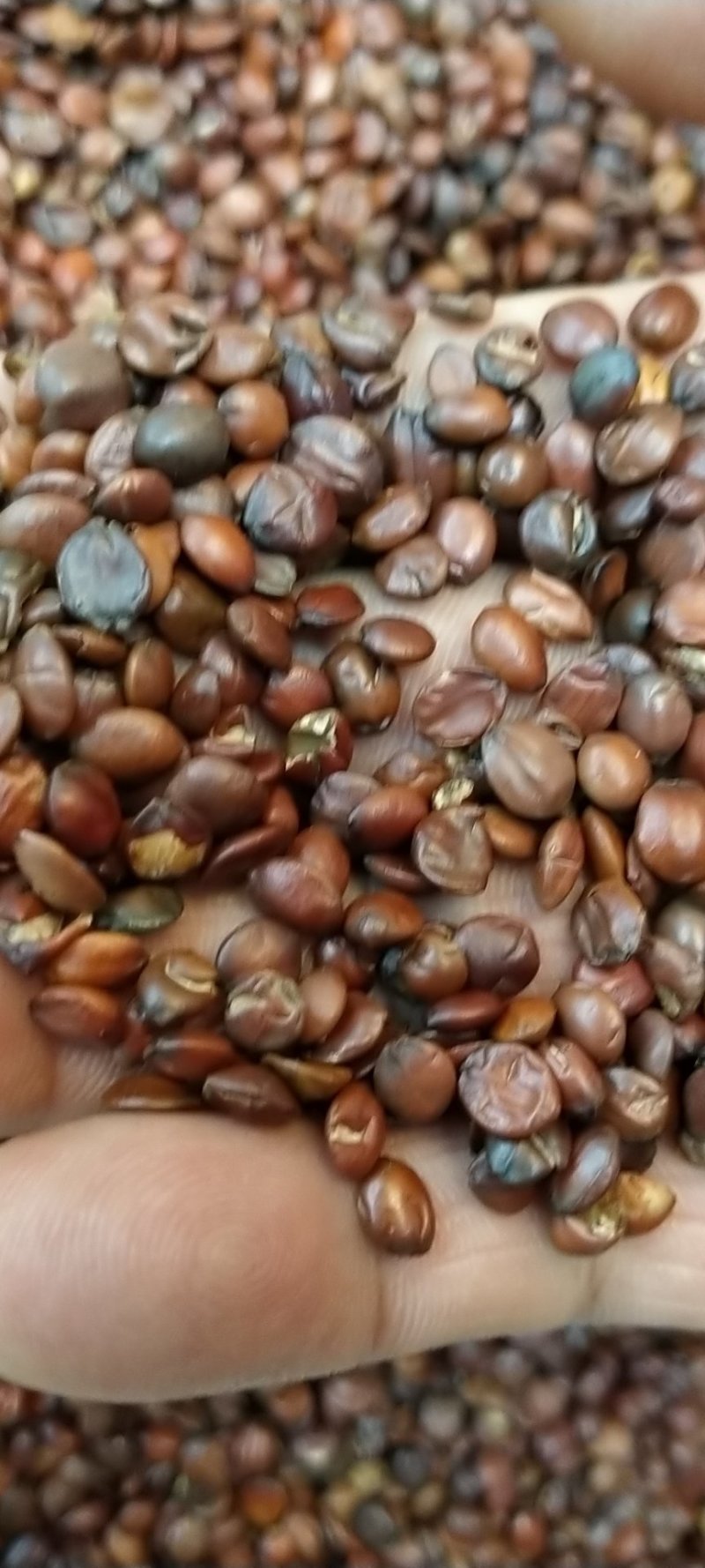 酸枣仁！规格齐全！各种规格大货批发一手货源！