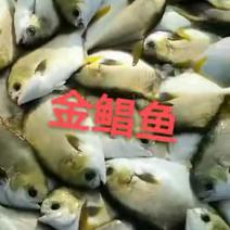 广东粤东沿海深海金鲳鱼