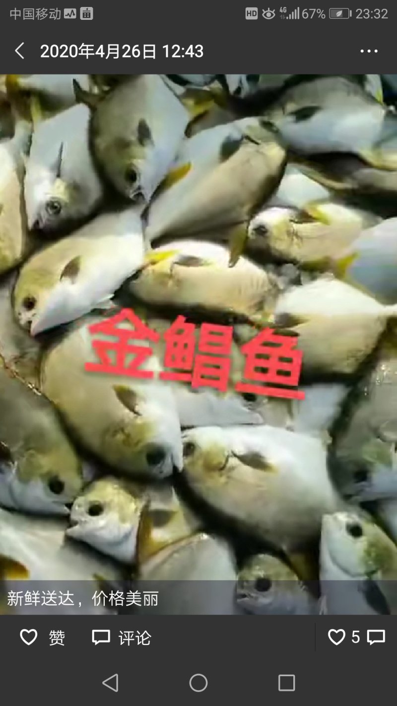 广东粤东沿海深海金鲳鱼