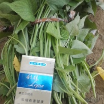 龙薯九号，红薯苗原种脱毒