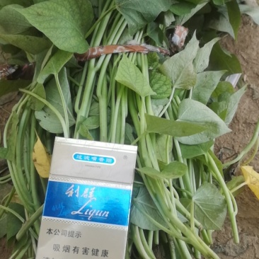 龙薯九号，红薯苗原种脱毒