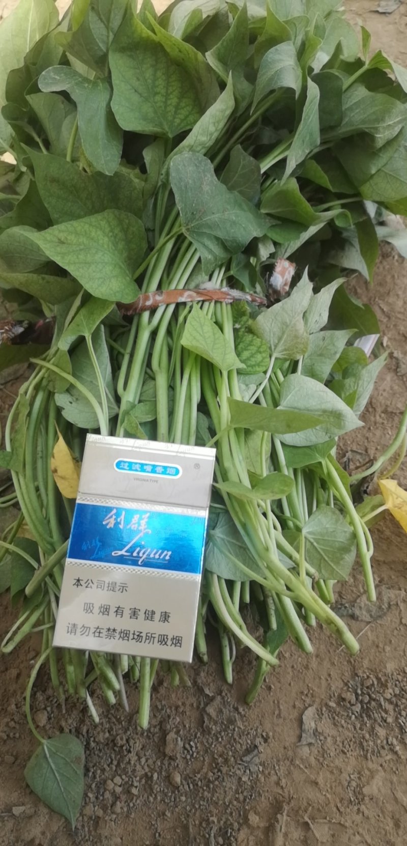 龙薯九号，红薯苗原种脱毒