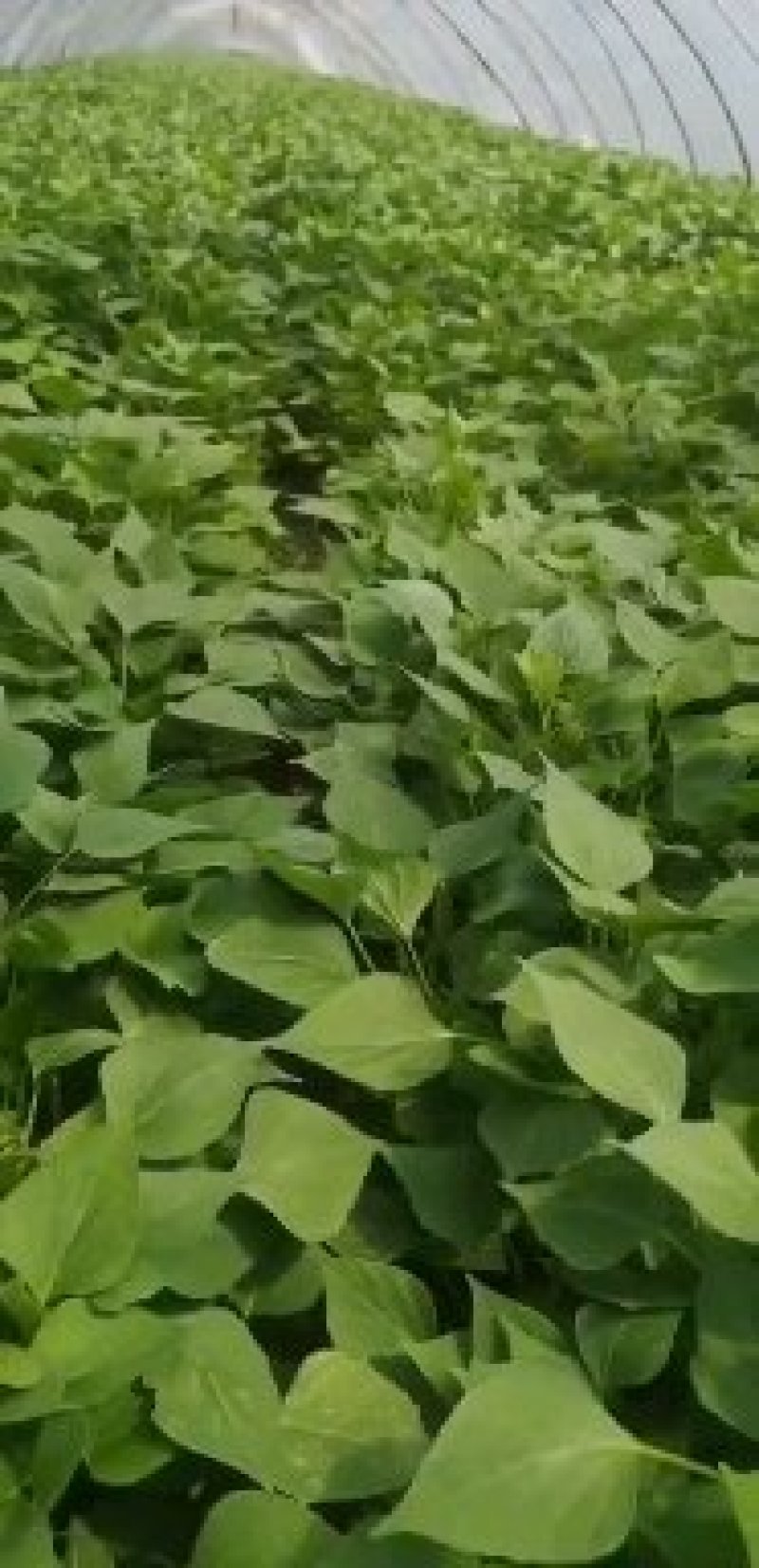 龙薯九号，红薯苗原种脱毒