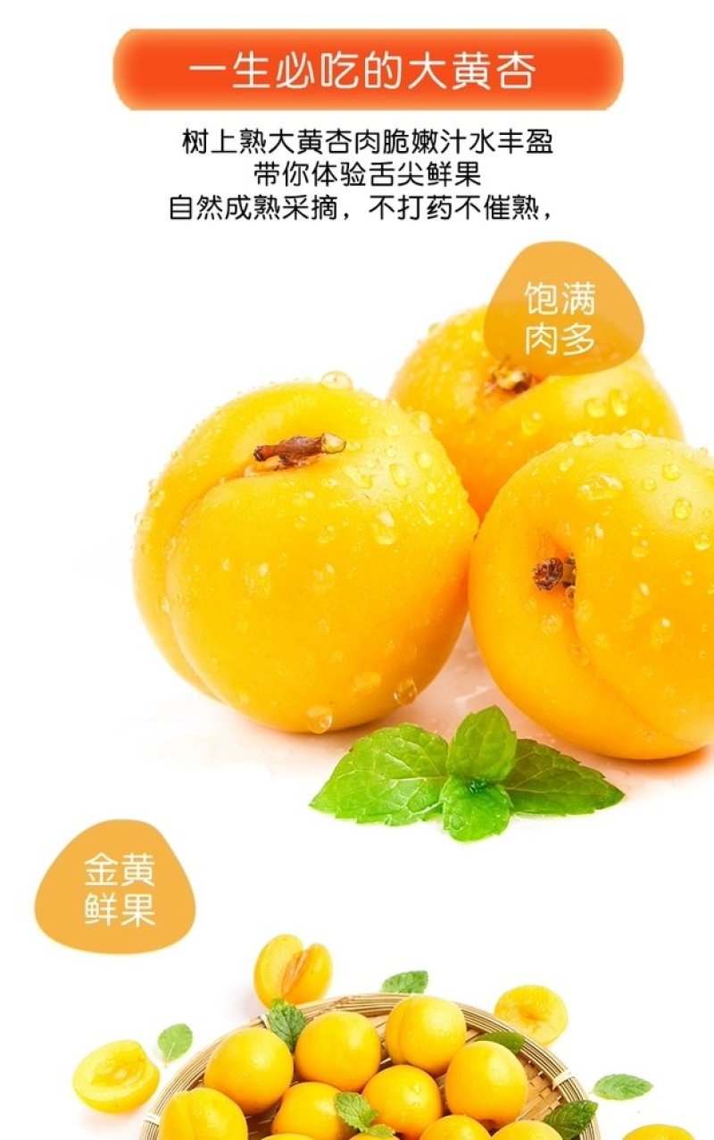 【杏】正宗金太阳杏山西永济大黄杏应季水果产地直发