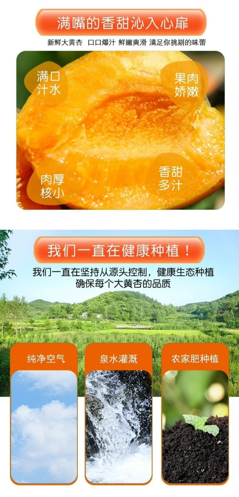 【杏】正宗金太阳杏山西永济大黄杏应季水果产地直发