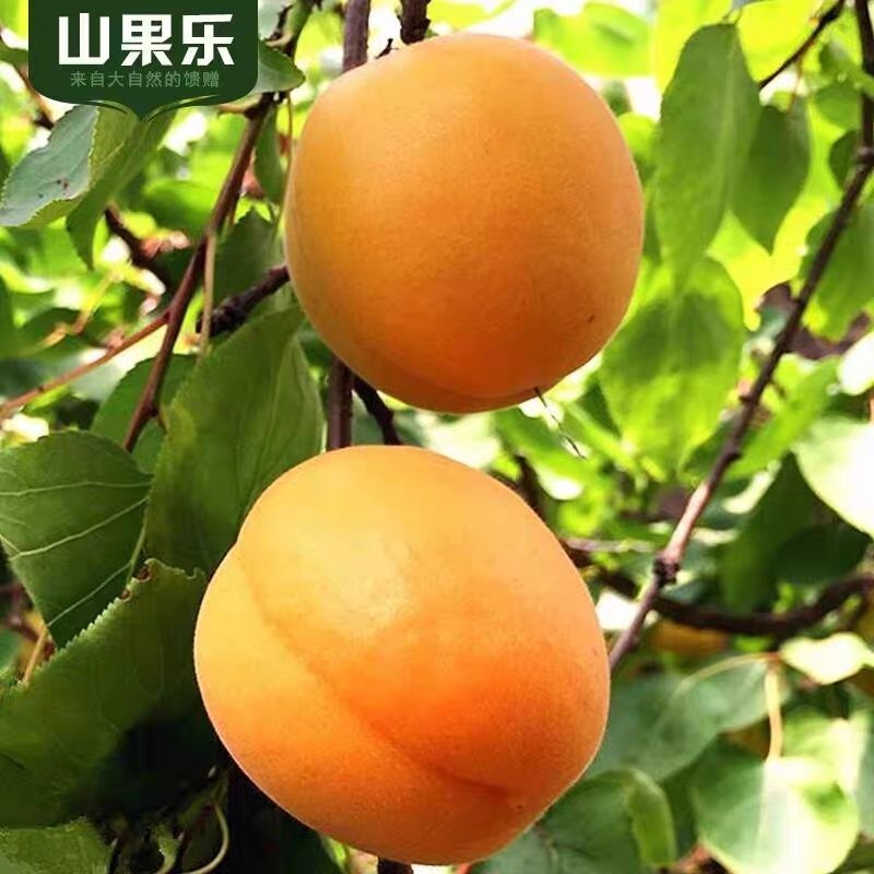 【杏】正宗金太阳杏山西永济大黄杏应季水果产地直发