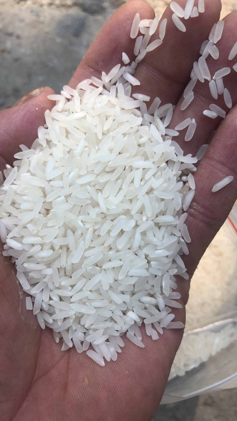 19年丰两优标一米（一抛二选)