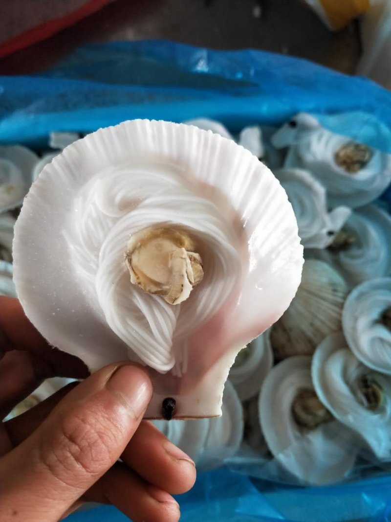 新鲜冷冻小扇贝半壳小扇贝烧烤小扇贝扇贝粉丝