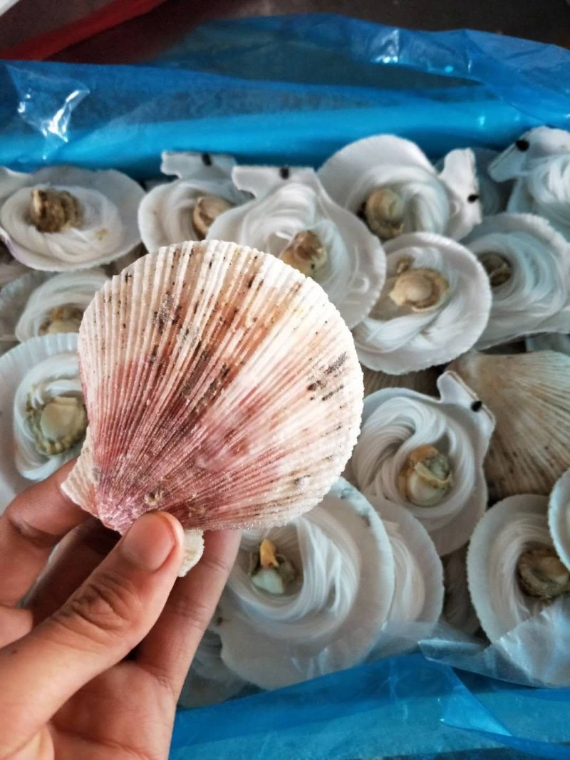 新鲜冷冻小扇贝半壳小扇贝烧烤小扇贝扇贝粉丝