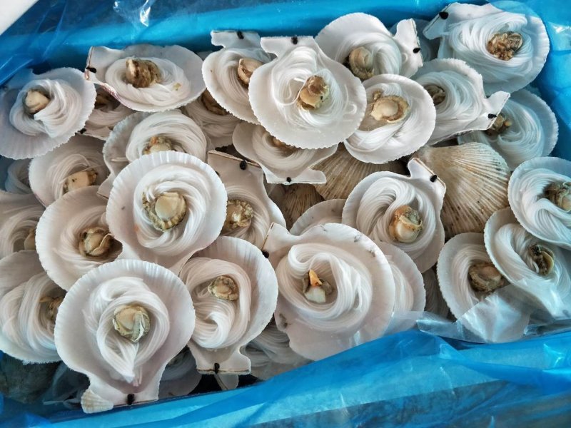 新鲜冷冻小扇贝半壳小扇贝烧烤小扇贝扇贝粉丝