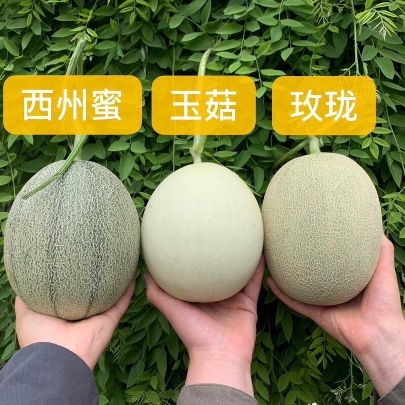 【支持一件代发】玉菇甜瓜，软绵香甜，热卖款