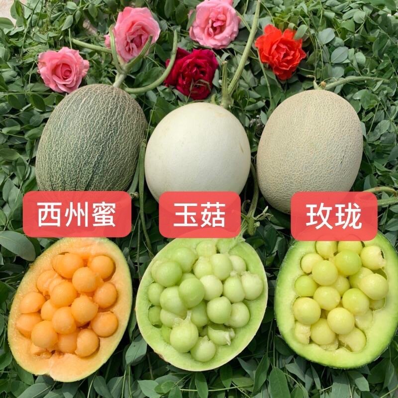【支持一件代发】玉菇甜瓜，软绵香甜，热卖款