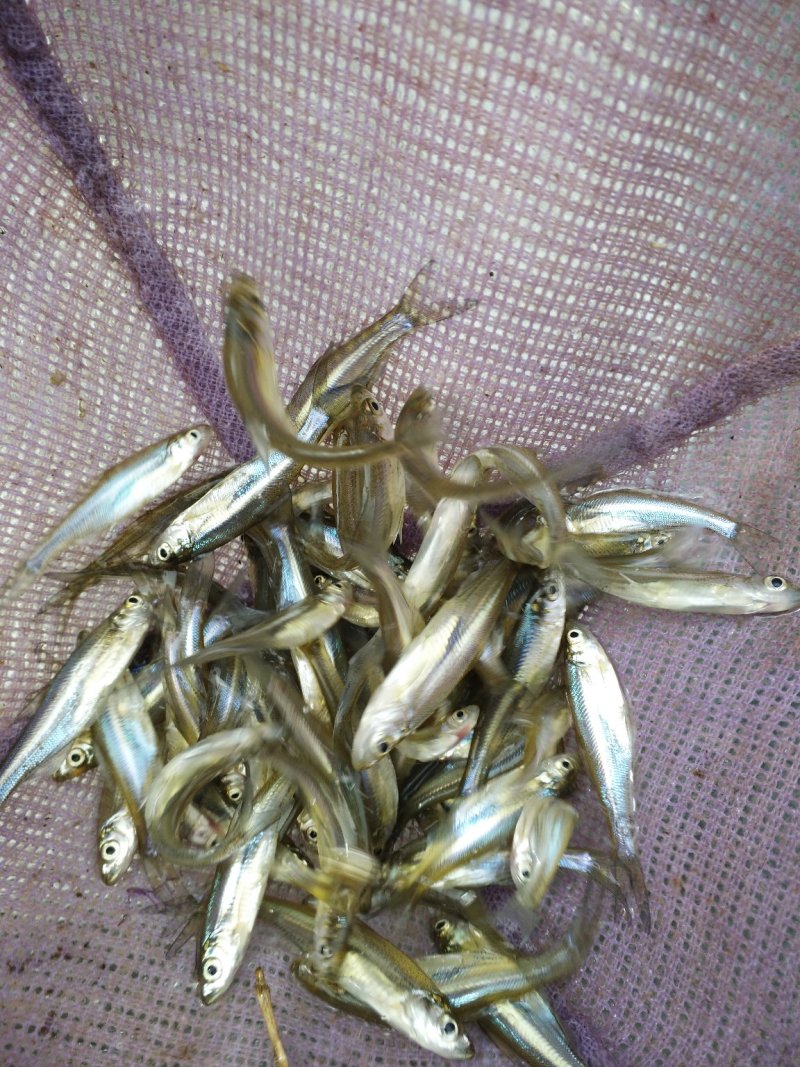 翘嘴苗翘嘴鱼提供技术指导包运输下塘货到付款欢迎联系