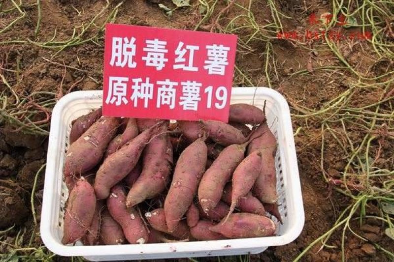 商薯19红薯苗，原种脱毒