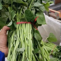 商薯19红薯苗，原种脱毒
