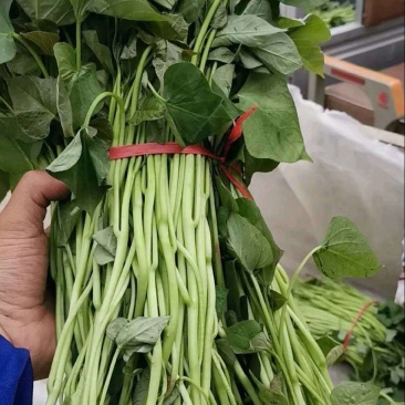 商薯19红薯苗，原种脱毒