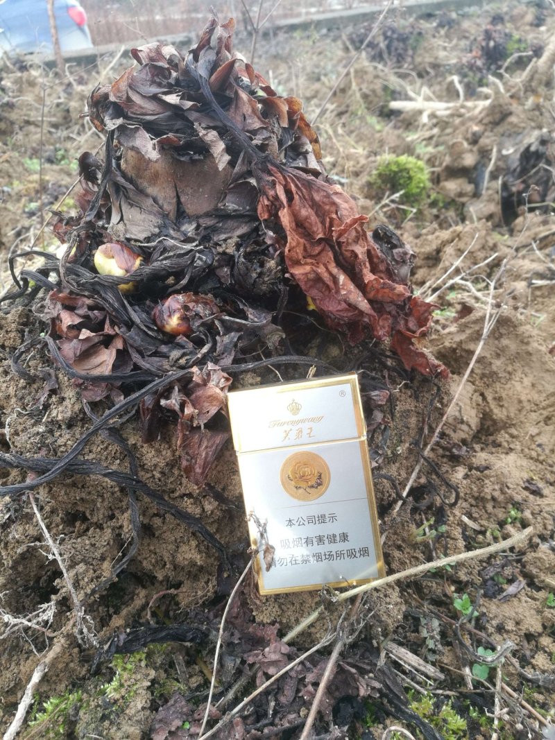 大黄种苗利川大黄湖北大黄正宗马蹄大黄种苗