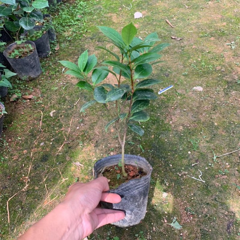 烈香茶花小苗盆栽山茶花树苗粉色香茶花四季常青绿植花卉