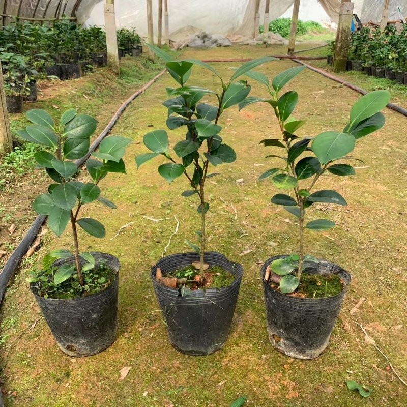 烈香茶花小苗盆栽山茶花树苗粉色香茶花四季常青绿植花卉