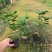 烈香茶花小苗盆栽山茶花树苗粉色香茶花四季常青绿植花卉