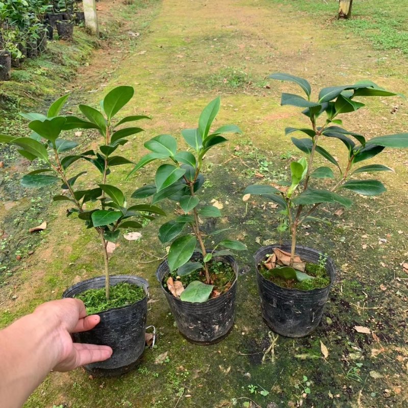 烈香茶花小苗盆栽山茶花树苗粉色香茶花四季常青绿植花卉