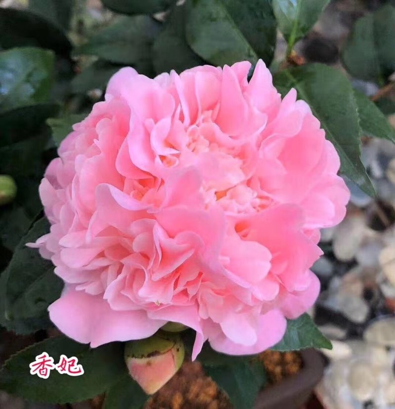 烈香茶花小苗盆栽山茶花树苗粉色香茶花四季常青绿植花卉
