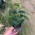 烈香茶花小苗盆栽山茶花树苗粉色香茶花四季常青绿植花卉