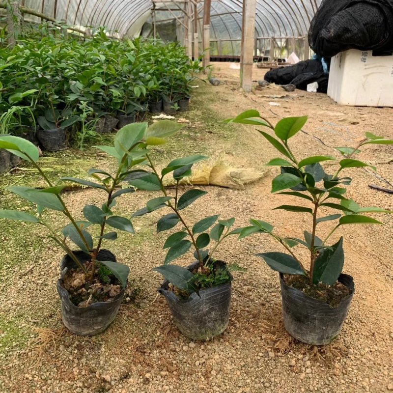 烈香茶花小苗盆栽山茶花树苗粉色香茶花四季常青绿植花卉