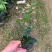 烈香茶花小苗盆栽山茶花树苗粉色香茶花四季常青绿植花卉