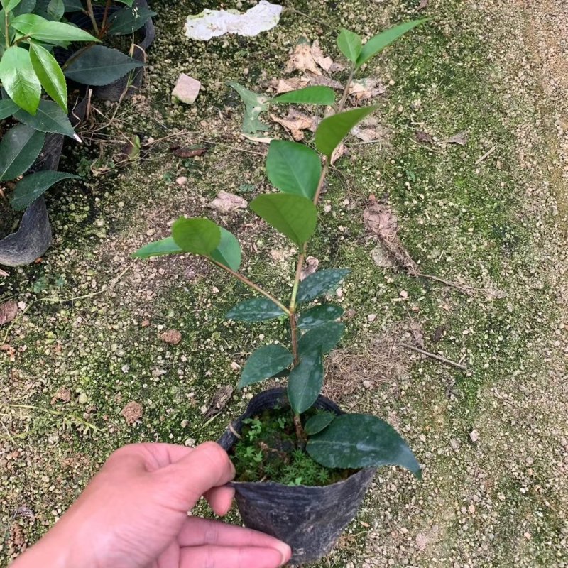 烈香茶花小苗盆栽山茶花树苗粉色香茶花四季常青绿植花卉