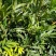 十大功劳..一手货源自家苗圃绿化种植大量批发