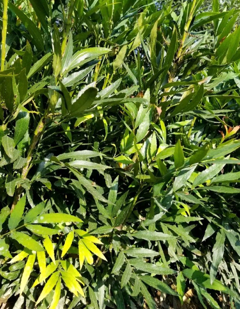 十大功劳..一手货源自家苗圃绿化种植大量批发