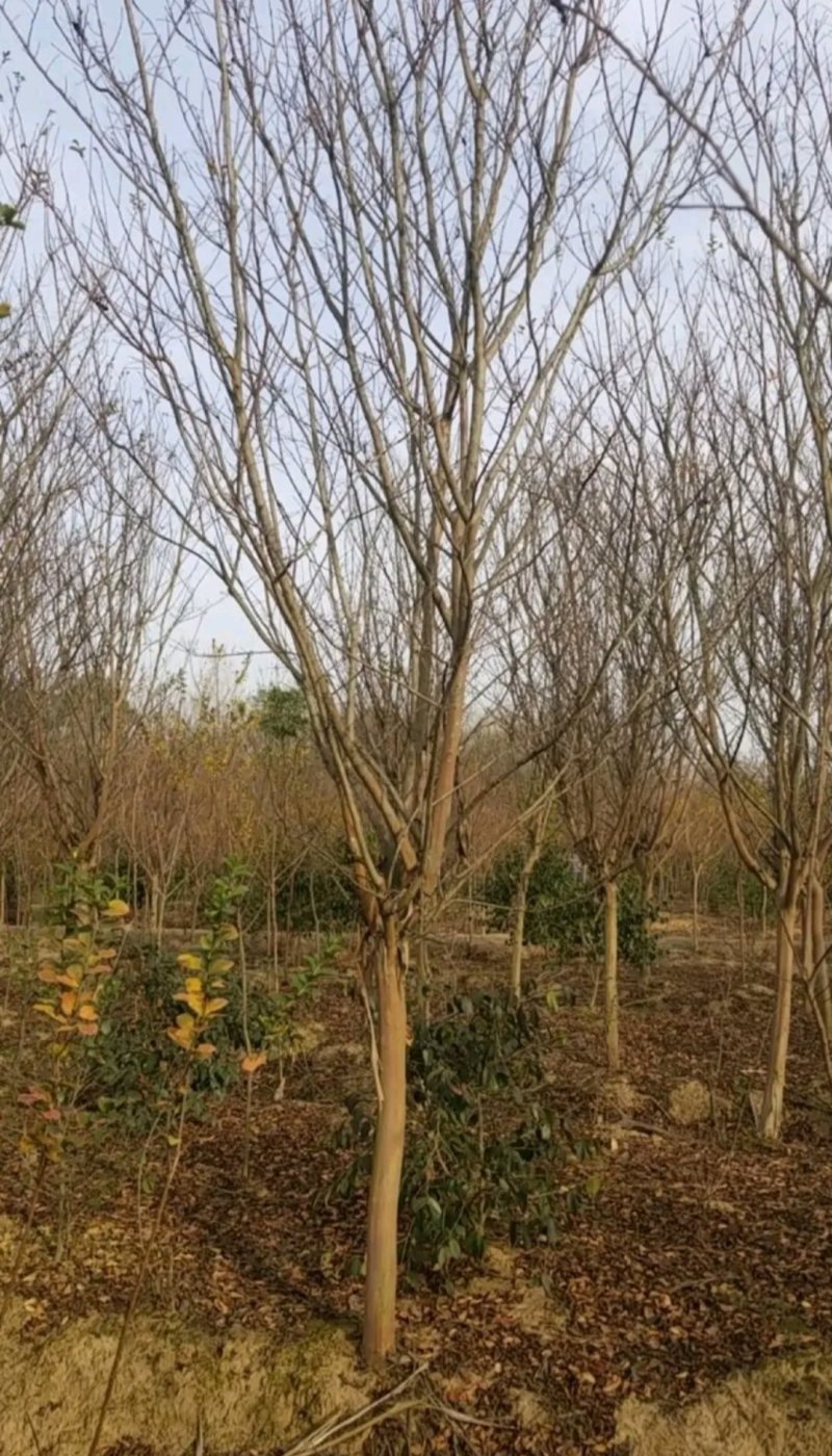 紫薇..一手货源自家苗圃绿化种植大量批发