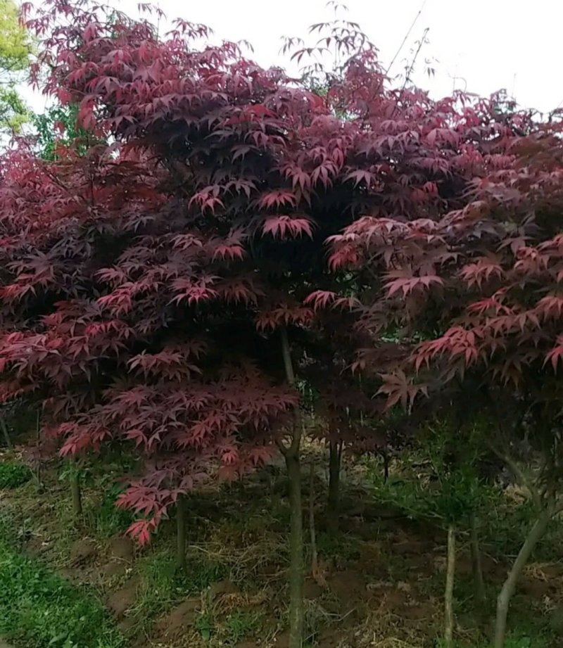 红枫..一手货源自家苗圃绿化种植大量批发