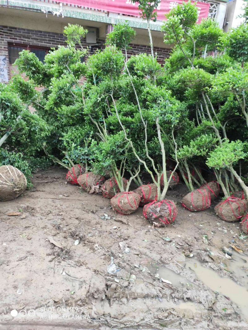 造型小叶女贞.一手货源自家苗圃绿化种植大量批发